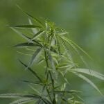 Planta de cannabis
