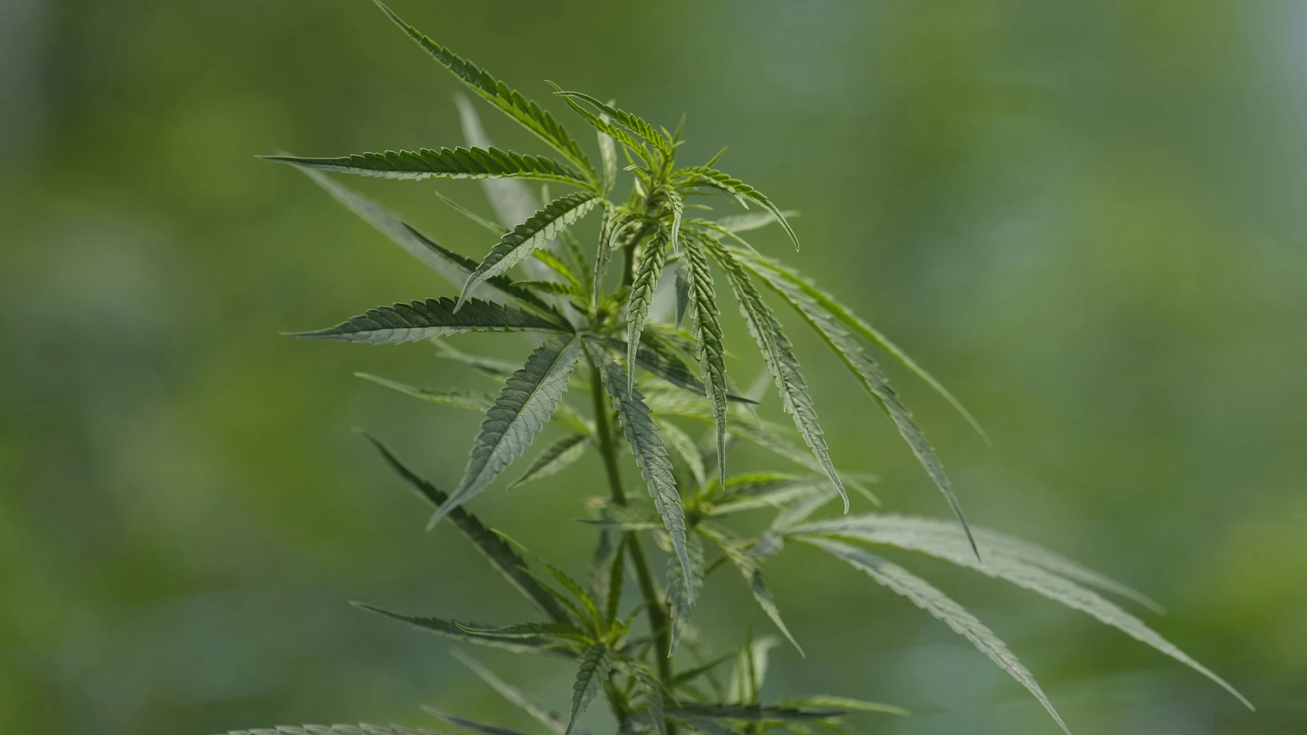 Planta de cannabis