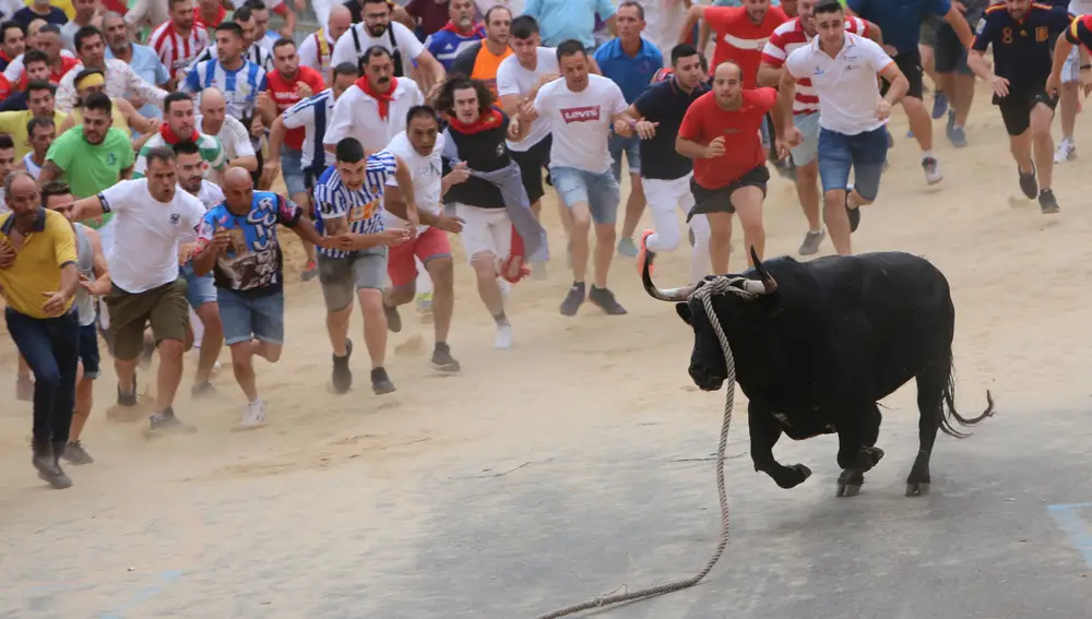 Toro enmaromado de Benavente
