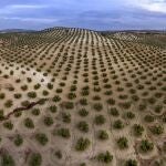 Campo de olivos en el municipio de Escañuela (Jaén). EFE/ José Manuel Pedrosa.