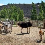 Los animales de Sendaviva están ya de regreso en el parque con normalidad