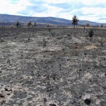 ZA01.VILLARDECIERVOS (ZAMORA), 20/06/2022.- Efectos provocados por el incendio forestal en la Sierra de la Culebra, en Villardeciervos, Zamora, este lunes. El clima favorable de la última noche ha ayudado en las labores de extinción del incendio forestal de la reserva de la Sierra de la Culebra, que según las mediciones provisionales sería el mayor de España de toda la historia desde que hay registros, con 30.800 hectáreas que han sido pasto de las llamas. EFE/Mariam A. Montesinos