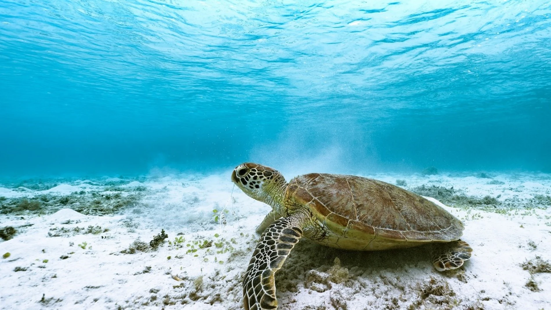 Tortuga verde en el lecho marino (Pixabay/Kanenori)