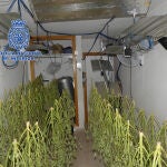 Imagen de más de un centenar de plantas de marihuana colgando para secar
