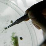 Un científico examina una muestra con microplásticos