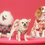 Ejemplos de moda pret-a-porter para mascotas.