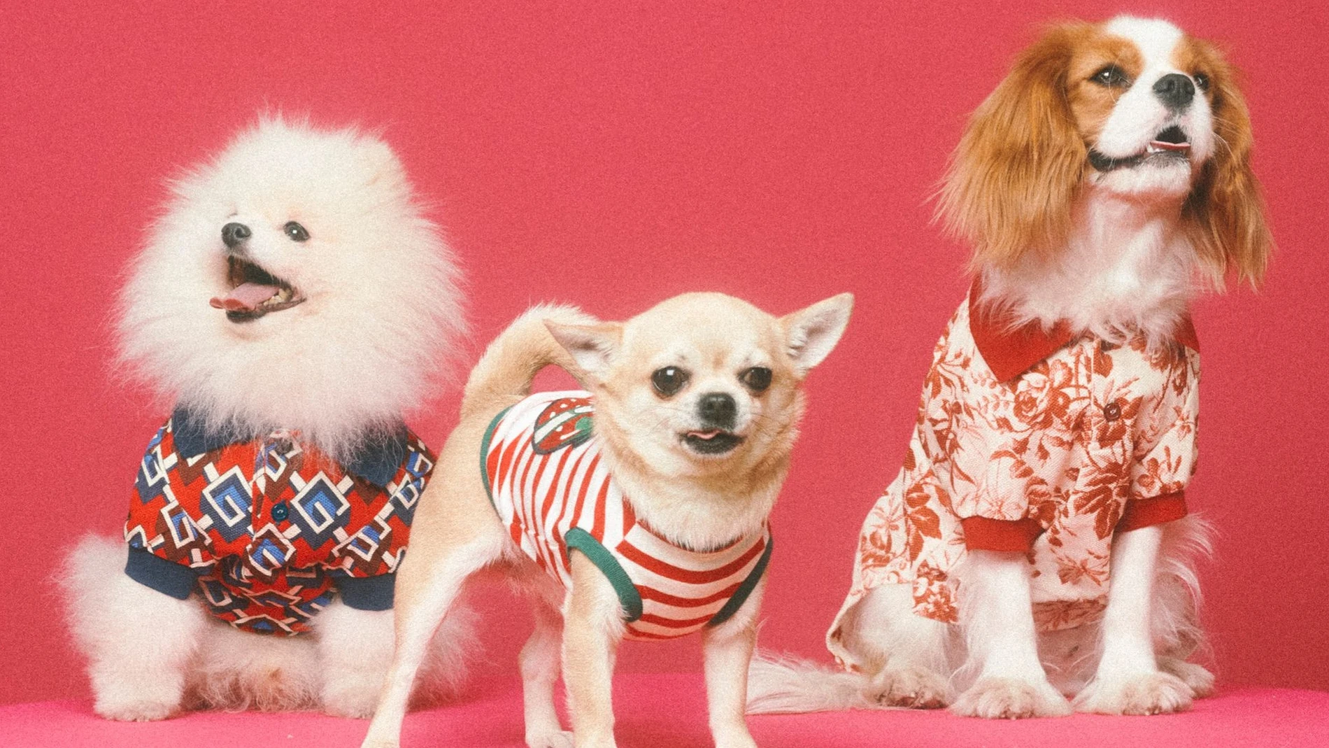 Ejemplos de moda pret-a-porter para mascotas.