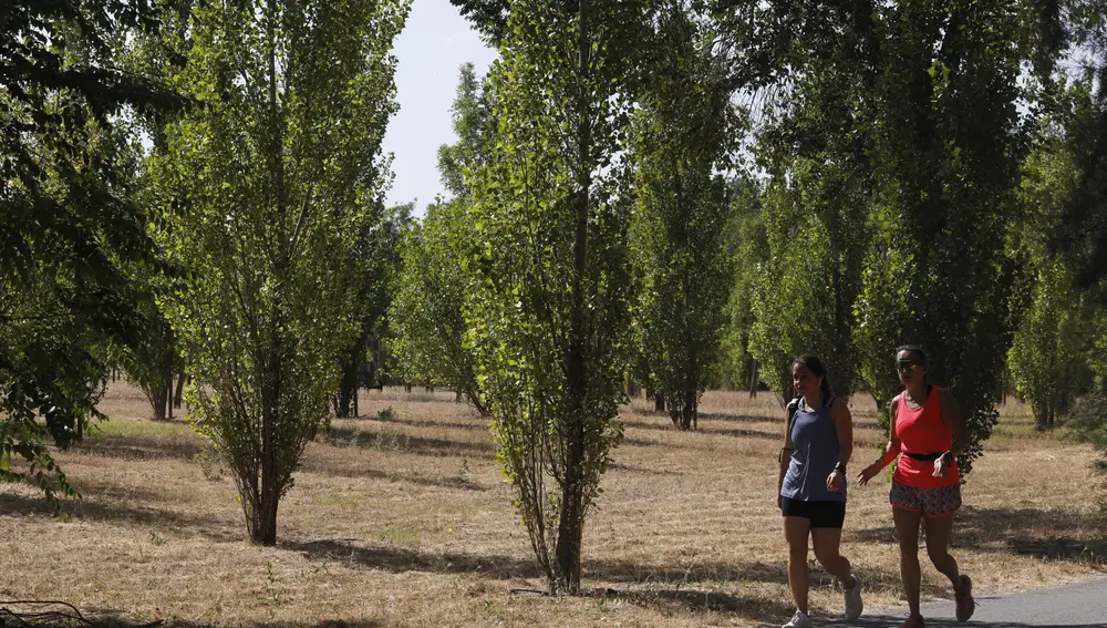 Repoblacion de arboles en Madrid tras los daños provocados en los ya existentes durante el temporal de Filomena.