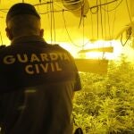 Plantación de marihuana intervenida por la Guardia Civil. GUARDIA CIVIL