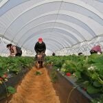 Recogida de la fresa y los frutos rojos