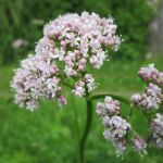 Planta "Valeriana officinalis"