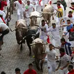 Los toros de la ganadería gaditana Núñez del Cuvillo en el tramo del callejón, antes de entrar en la Plaza de Toros