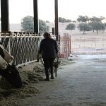 Explotación de vacuno en Andalucía