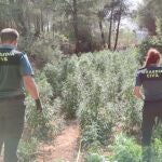 Agentes de la Guardia Civil inspeccionan el huerto de marihuana intervenido