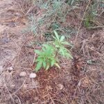 Planta de marihuna