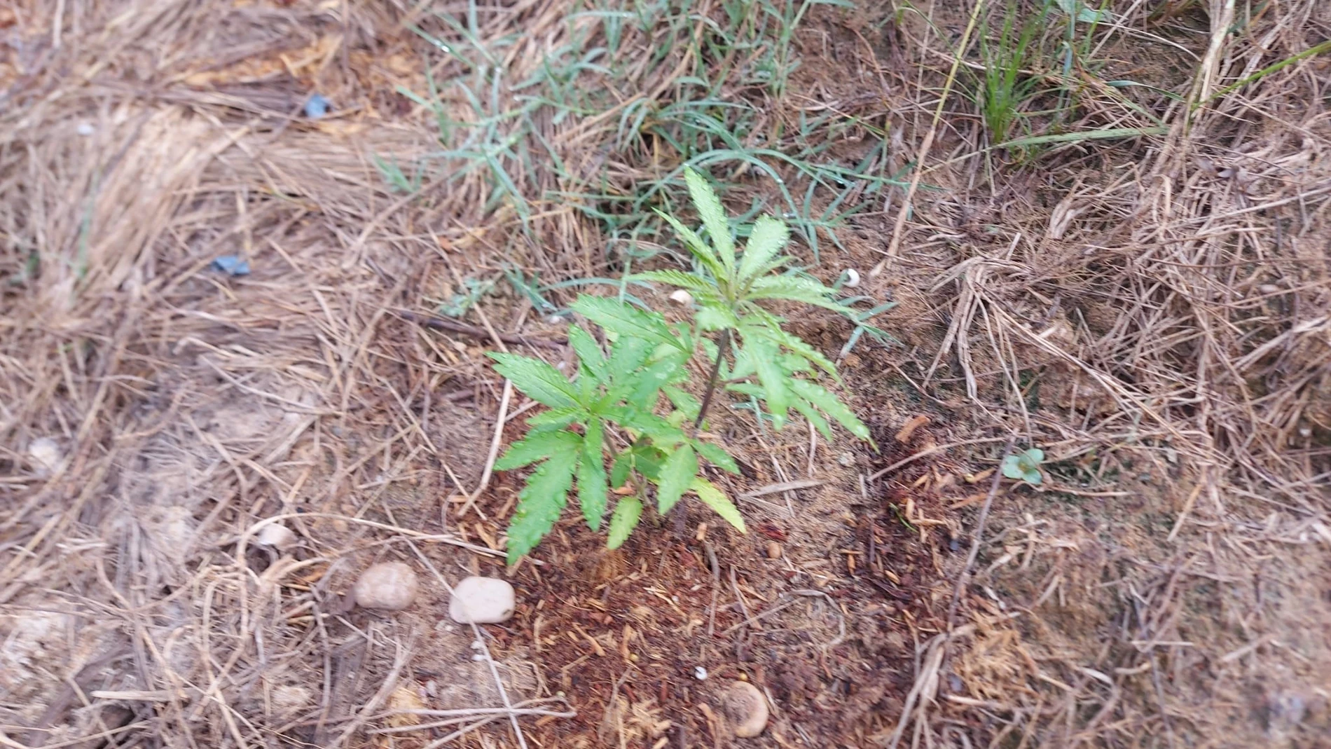 Planta de marihuna