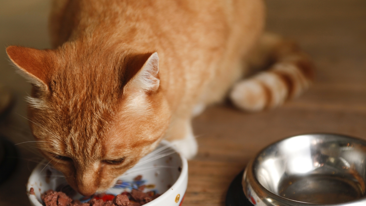¿Tu gato ha dejado de comer de repente? Mucho cuidado, podría estar avisando de que algo no está bien