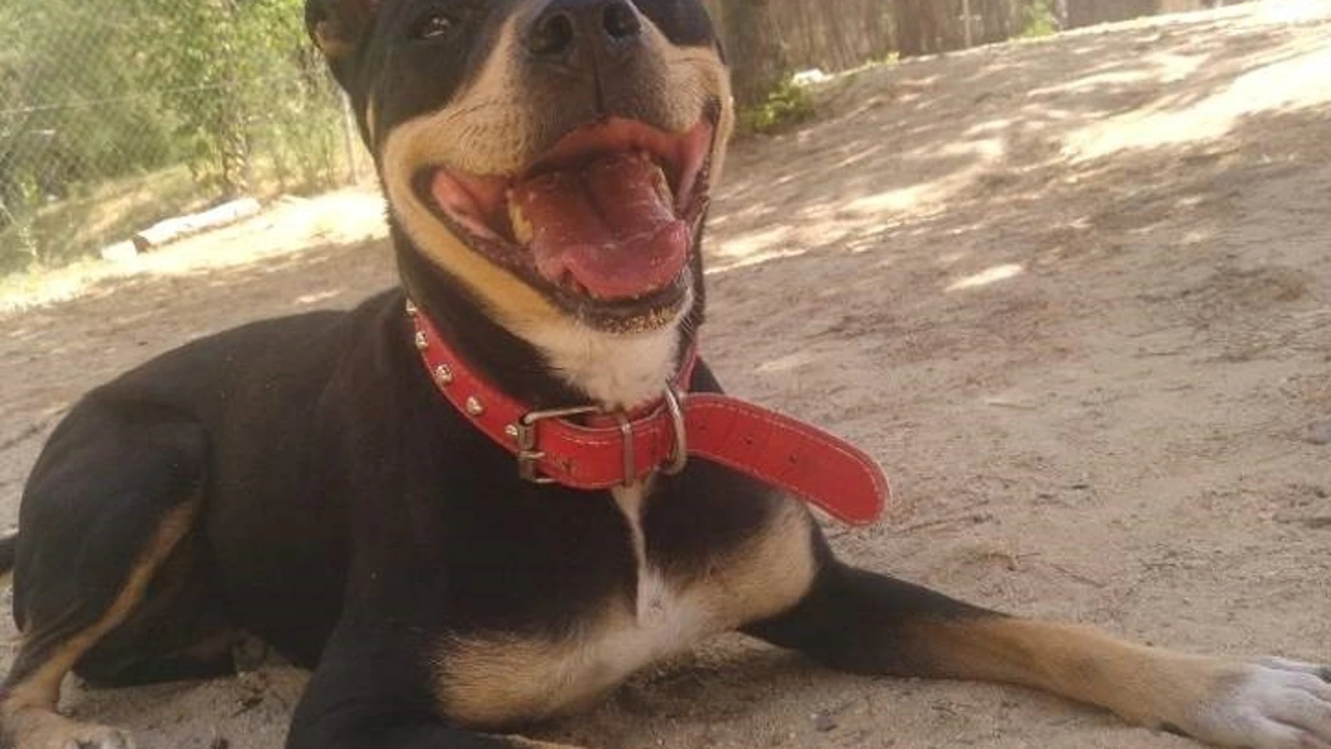 Lola espera ser adoptada desde el Centro de Protección Animal del Ayuntamiento de Madrid CENTRO DE PROTECCIÓN ANIMAL 18/07/2022
