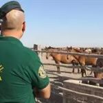 Agente del Seprona. Europa Press/Guardia Civil. (Archivo)