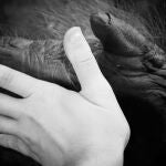 Mano de persona y de chimpancé