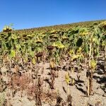 Los campos de girasol no tienen este verano su tradicional color amarillo brillante, sino un tono mucho más mustio