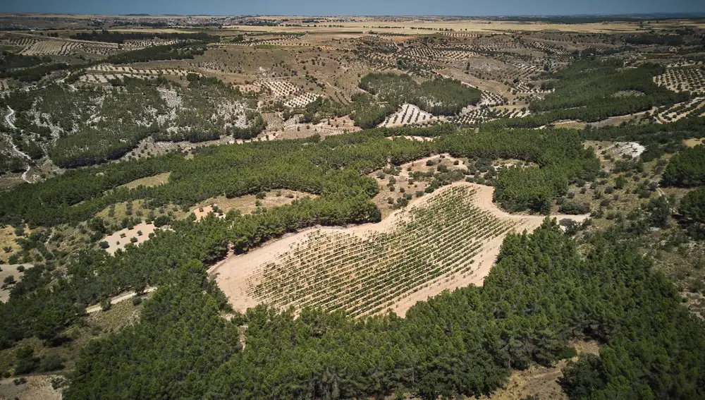 Colmenar de Oreja es el municipio madrileño con más bodegas de la Comunidad de Madrid. Entre ellas, Bodegas Figueroa, con más de dos siglos de historia y tradición.
