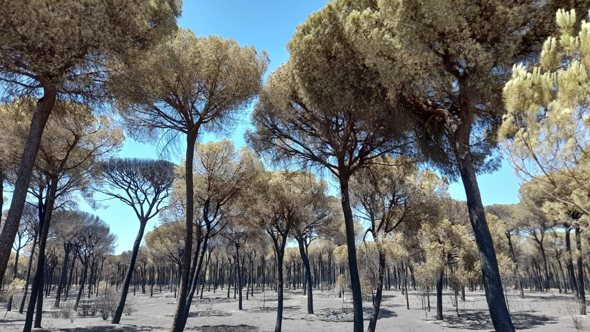 Zona calcinada por el incencio de Bonares y Almonte (Huelva). CARLOS DAVILA/SEO/BIRDLIFE (Foto de archivo)