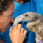 Unos 400 voluntarios participan en el anillamiento de alrededor de 600 pollos de flamenco en la Reserva Natural de Fuente de Piedra