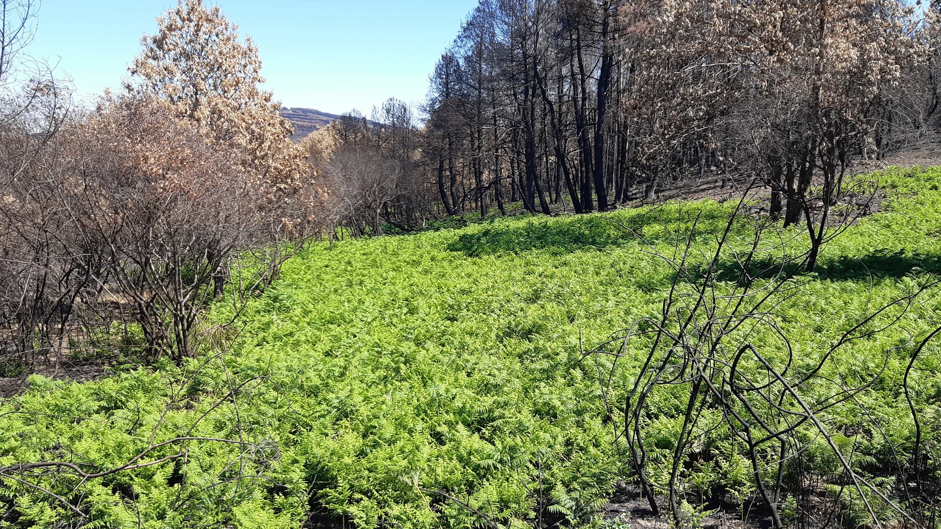 Vegetación en la Sierra de la Culebra donde ha aparecido este insecto "perforador"