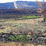 Brotes verdes en la zona quemada del incendio forestal