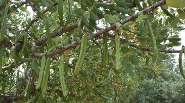 Algarrobas en el campo