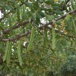 Algarrobas en el campo