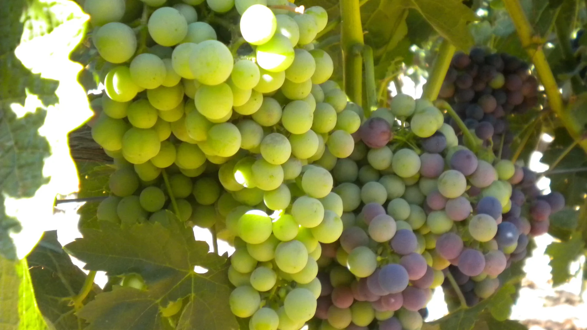 Cambio de color o envero en las uvas de la D.O. Ribera de Duero