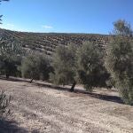 El olivar ya está sufriendo los efectos de la grave sequía que sufre el campo andaluz
