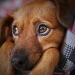 Cachorro de dachshund de pelo largo