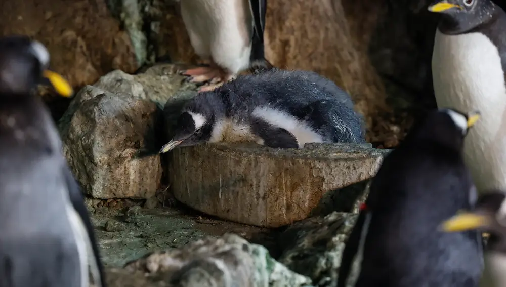 MADRID, 09/08/2022.- Uno de los pingüinos que han nacido en Faunia en plena ola de calor, este martes en Madrid. EFE/ J.J.Guillén