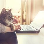 Mujer y su gato atigrado contento, que está acostado sobre su regazo y brazo, trabajando en una computadora portátil en casa.