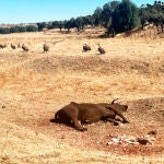 Ataque de buitres a dos terneros en una explotación salmantina