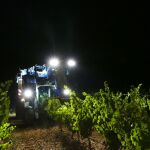 La D.O. Rueda inicia la vendima