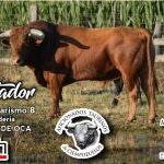 PACMA pide a la Comunidad que prohíba el I Toro al Cajón de Ciempozuelos PACMA 25/08/2022