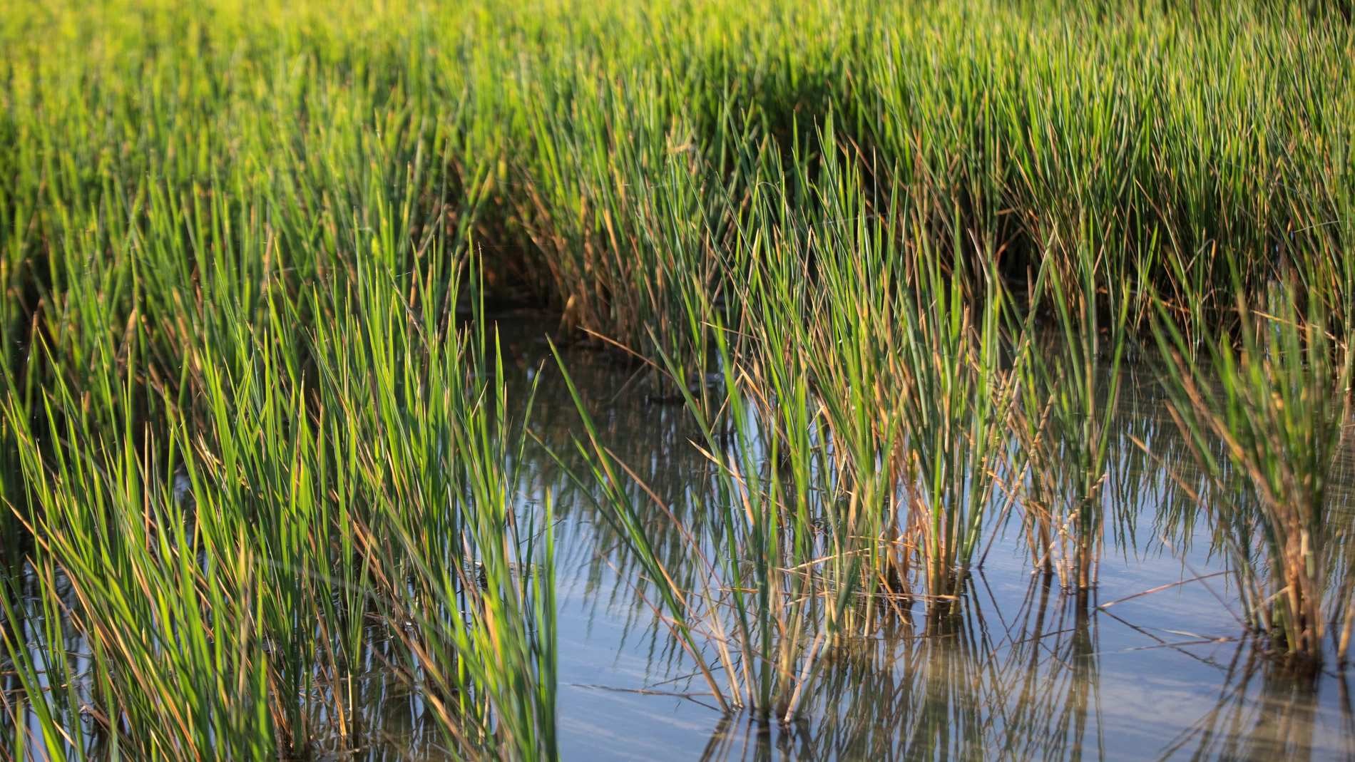 Un campo de arroz en Isla Mayor