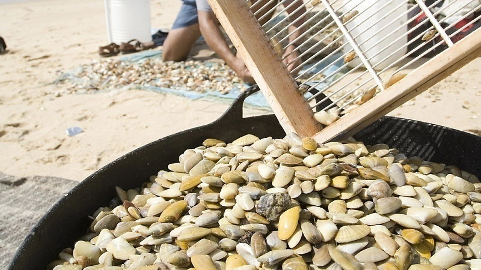 Coquinas en el litoral