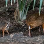 Nuevo ciervo ratón, el rumiante más pequeño del mundo, nacido en Bioparc Fuengirola BIOPARC FUENGIROLA (Foto de ARCHIVO) 06/09/2021