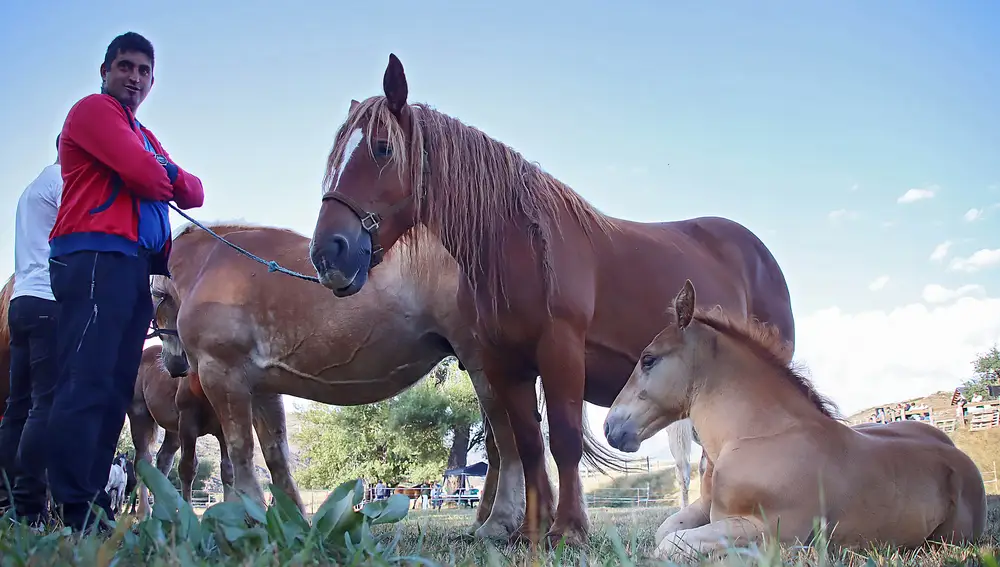 XXXII Concurso-exposición de ganado caballar Hispano-Bretón