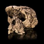 Holotipo de Sahelanthropus tchadensis, cráneo encontrado en 2001 (Fotografía de Didier Descouens en el Centro de Antropobiología y Genómica de Toulouse)
