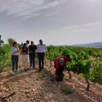 El consejero Antonio Luengo, acompañado por la alcaldesa de Yecla, Remedios Lajara, durante su visita a las labores de vendimia en el municipio del Altiplano. CARM 30/08/2022