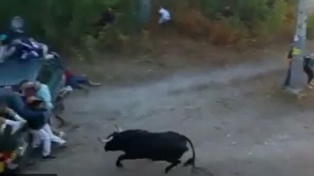 Un novillo se lanza al público nada más salir de los corrales del río Cega en Cuéllar