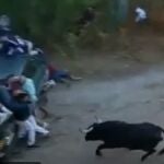 Un novillo se lanza al público nada más salir de los corrales del río Cega en Cuéllar