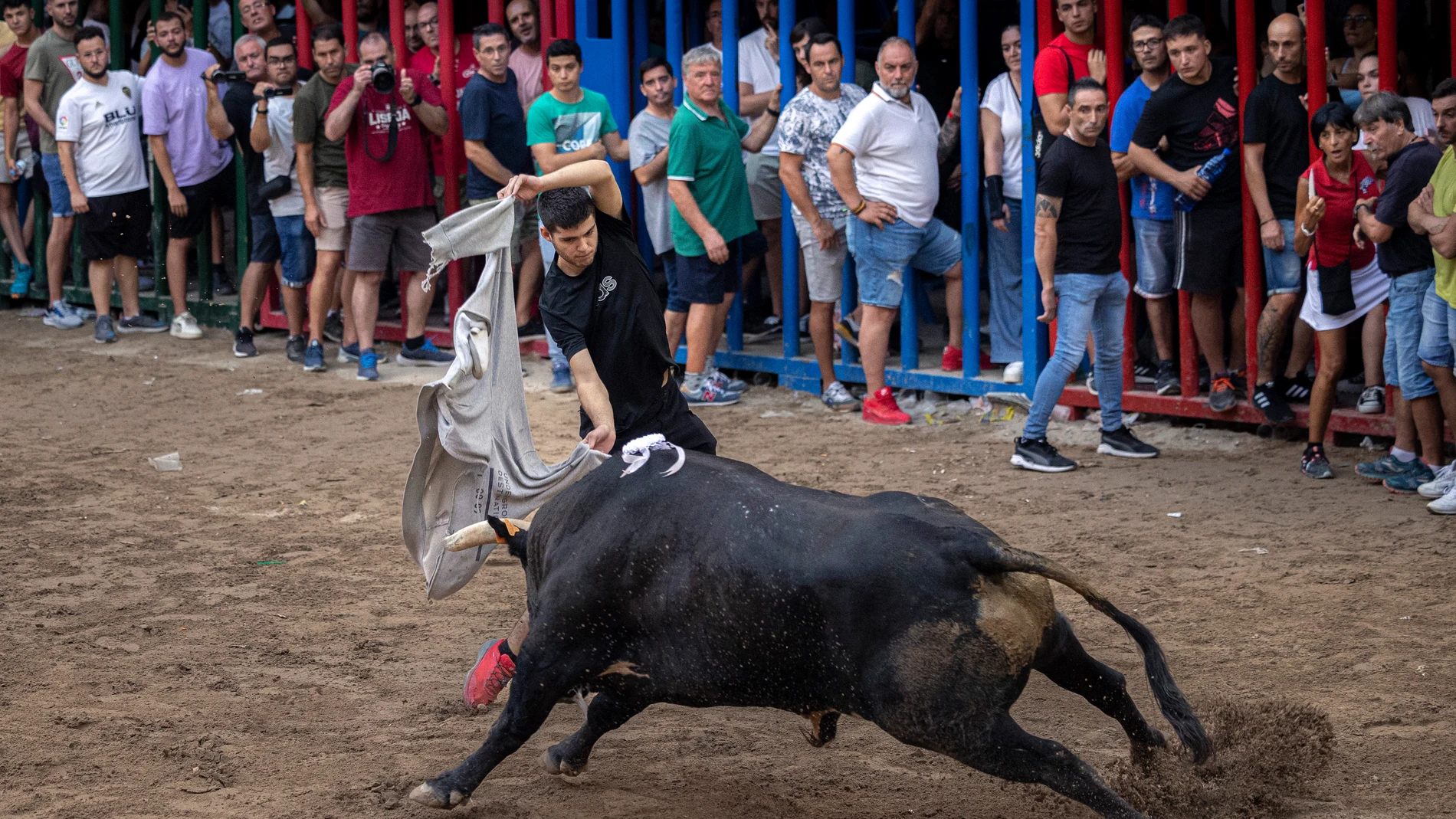 Un joven de 19 años, herido tras una cogida en los "bous al carrer" de Monóvar