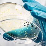 Esta bacteria es comestible, no requiere grandes instalaciones y es apta para veganos.